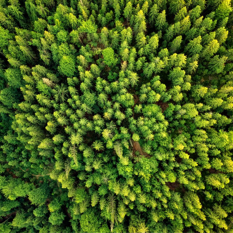 Trees 4 All; samen voor een bosrijke wereld